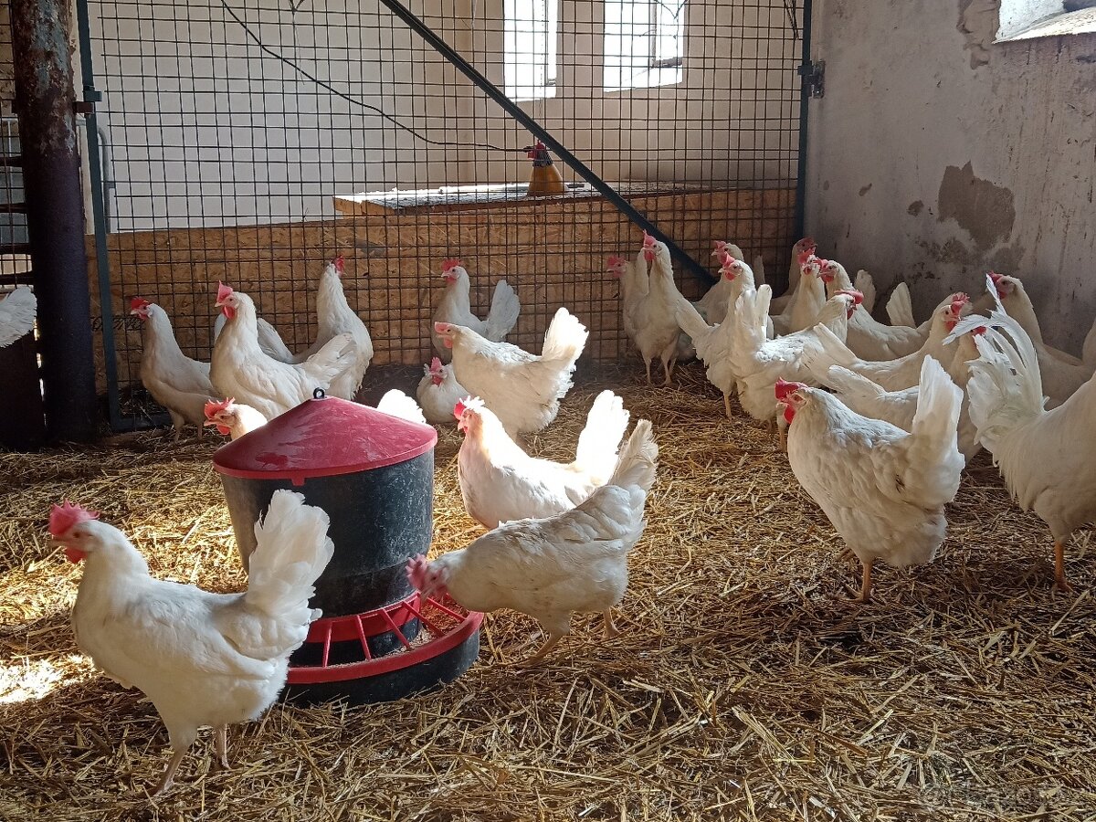 Slepice, kuřice Leghorn