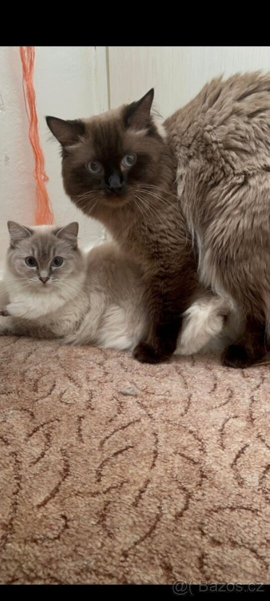 Ragdoll ke kryti