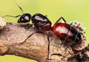 Mravenec-camponotus ligniperda