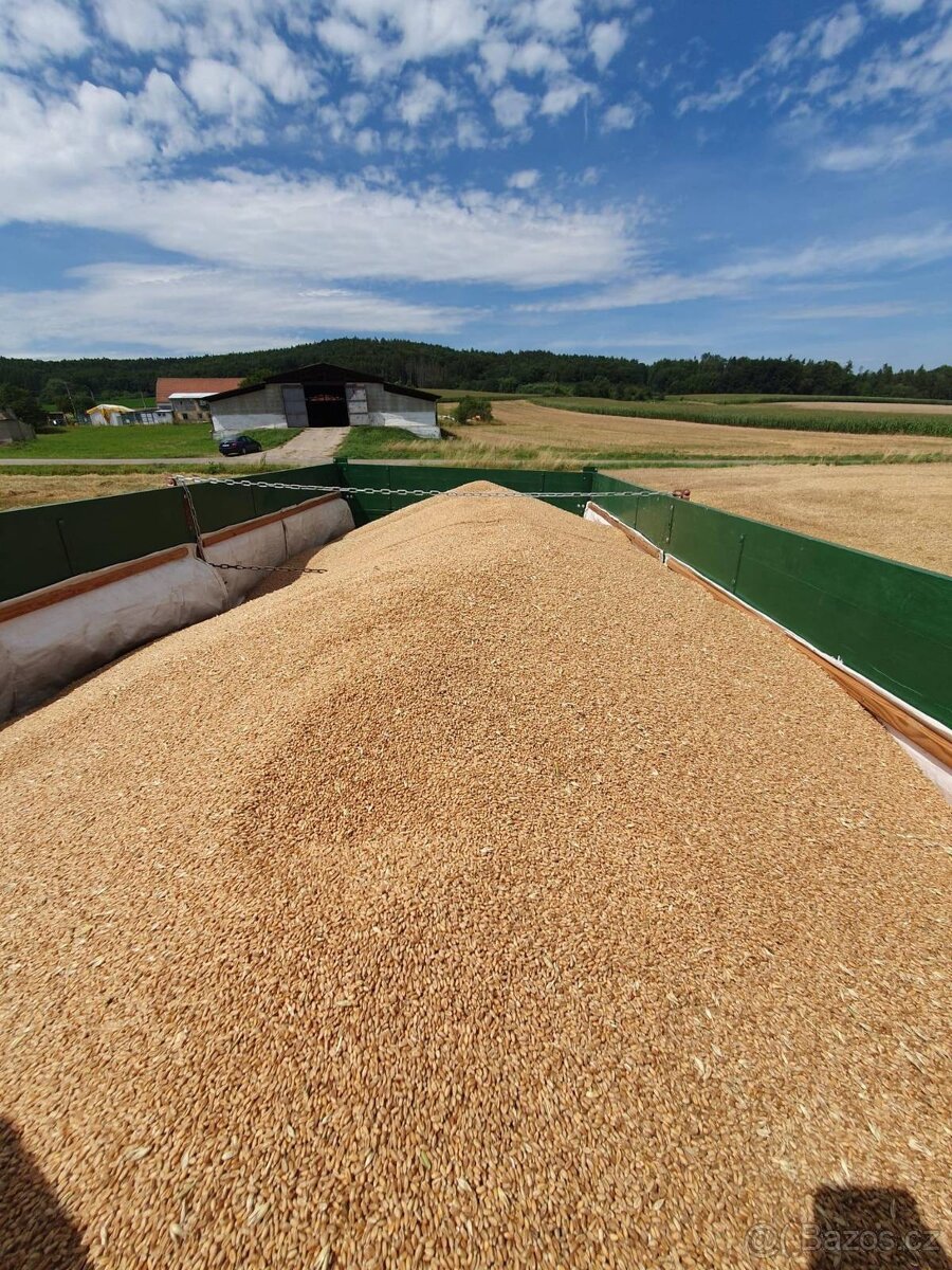 Krmný ječmen od kombajnu