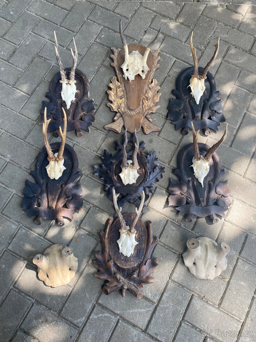Lovecké trofeje srnčí paroží