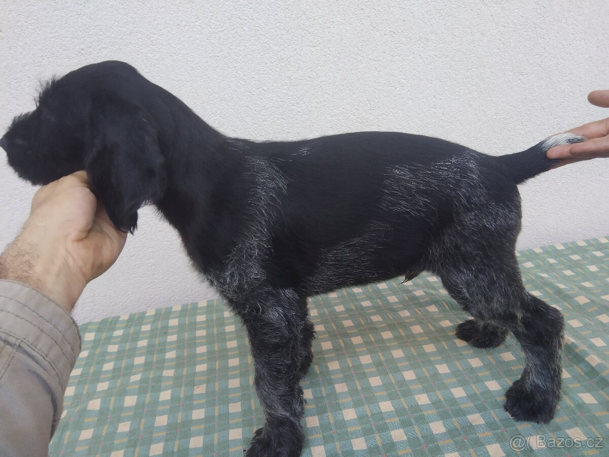 Německý drátosrstý ohar štěňata