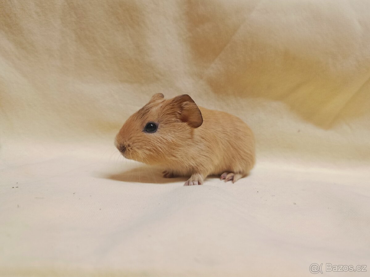 Miminko morče ♂️