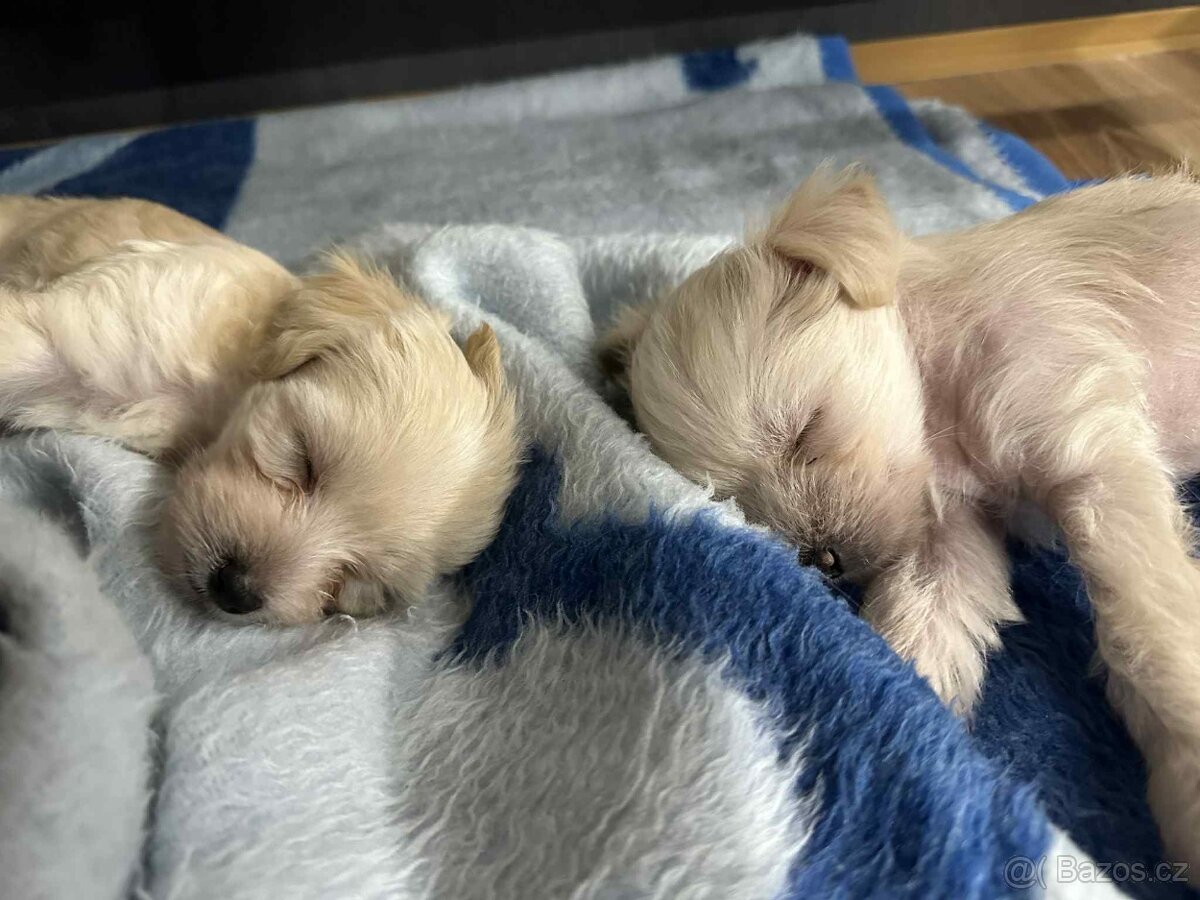 Cinsky chocholaty nahac