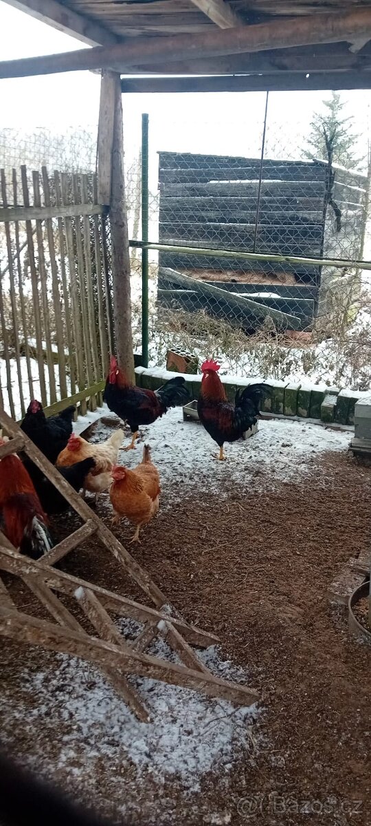 Prodám dva kohouty.