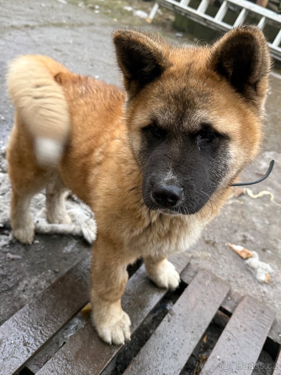 Pes Akita