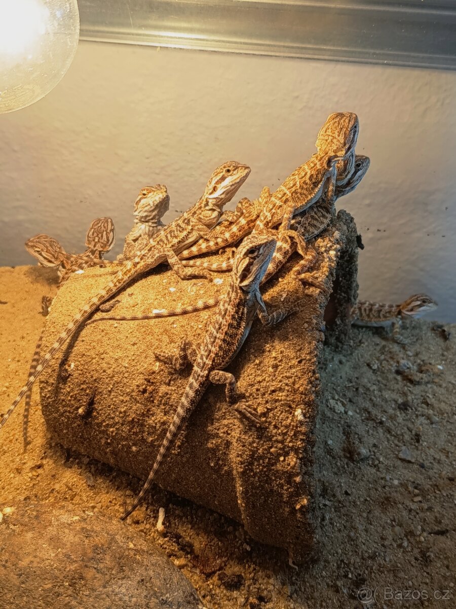 Agama vousata