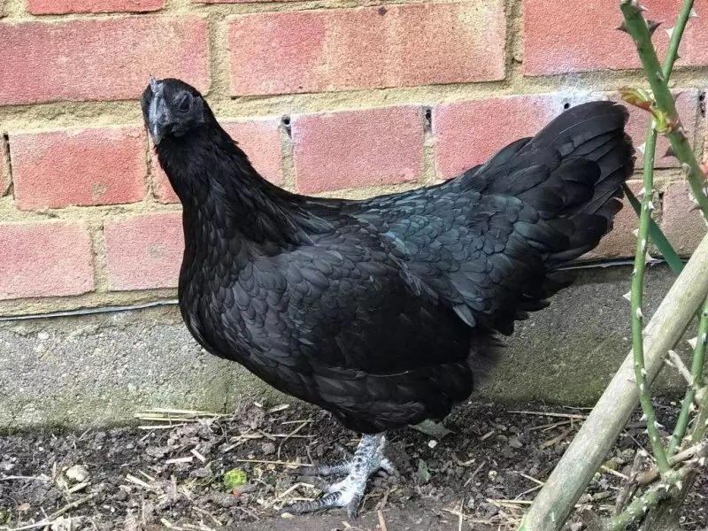 Ayam Cemani
