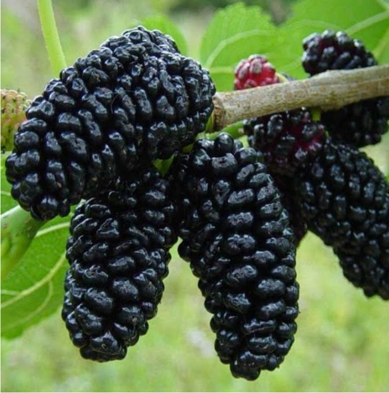 Moruše černá a bílá