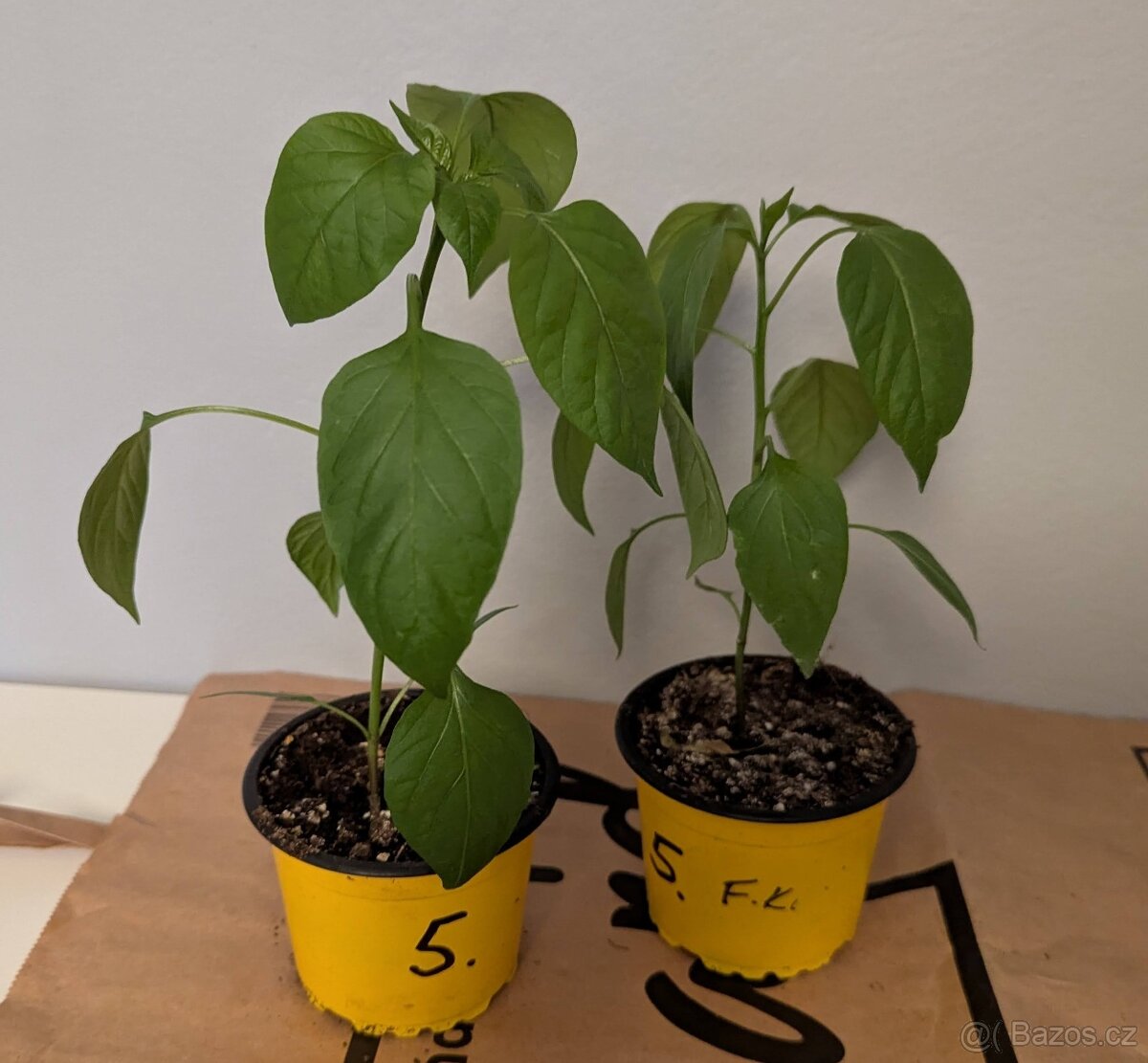 Sazenice chilli - Jalapeno Senorita