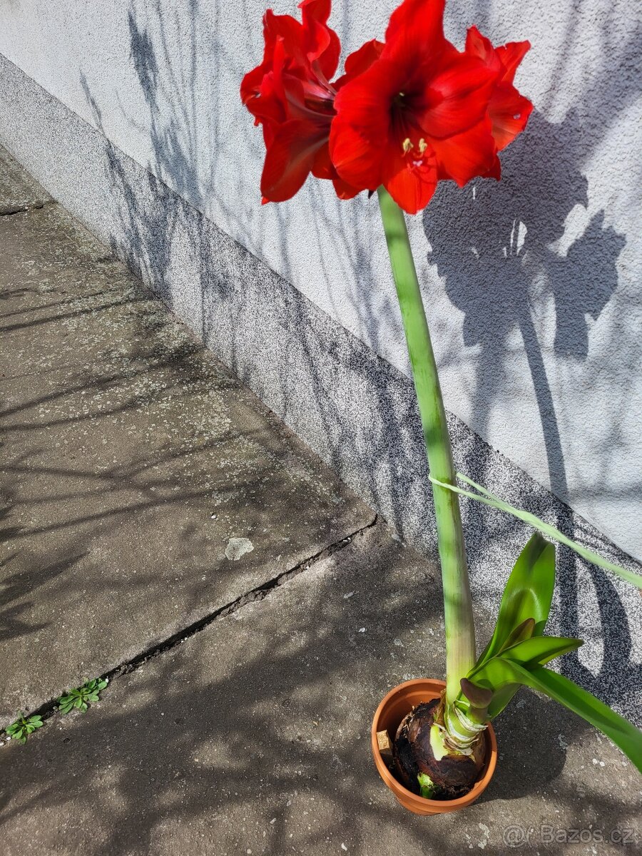 amarylis