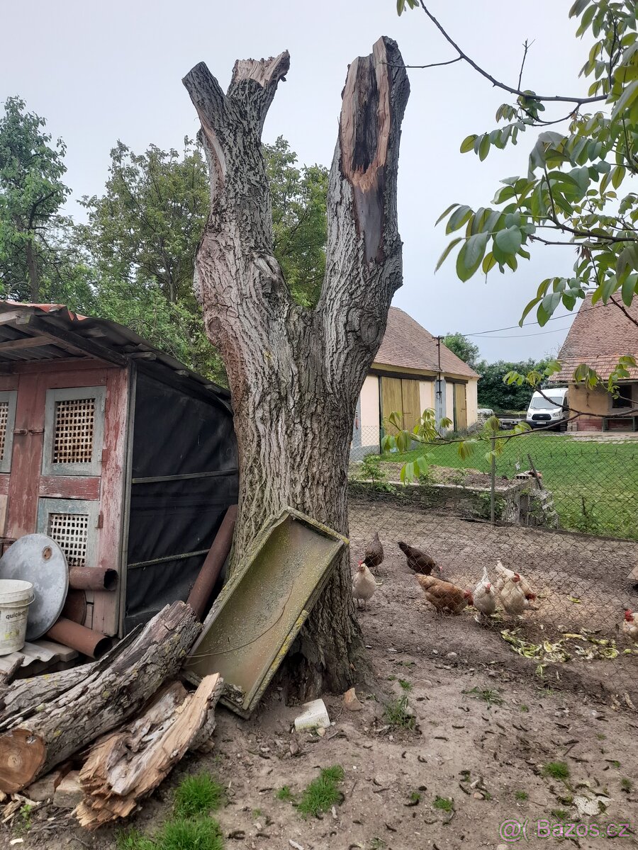 Ořech