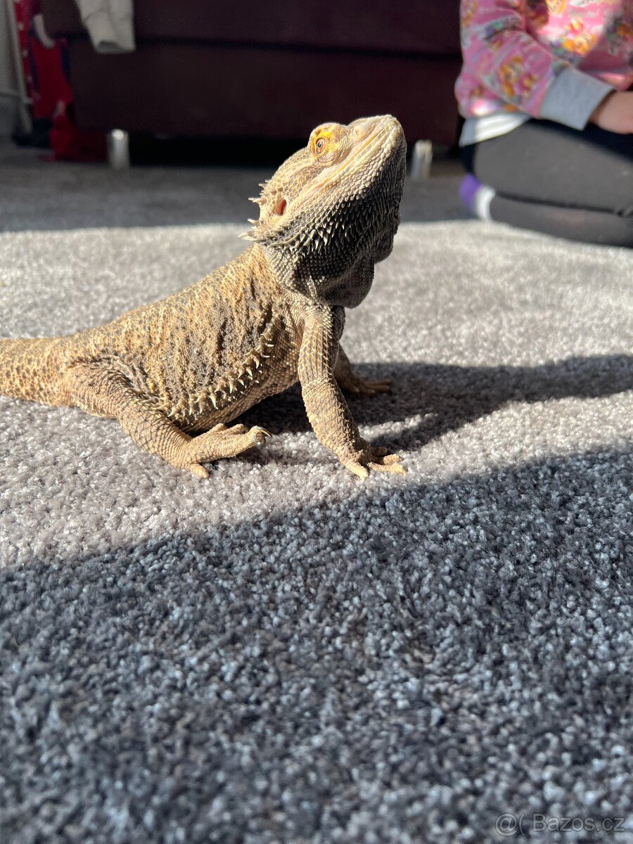 Agama vousata