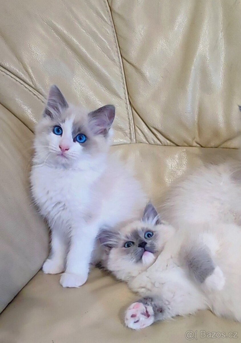 Ragdoll koťátka