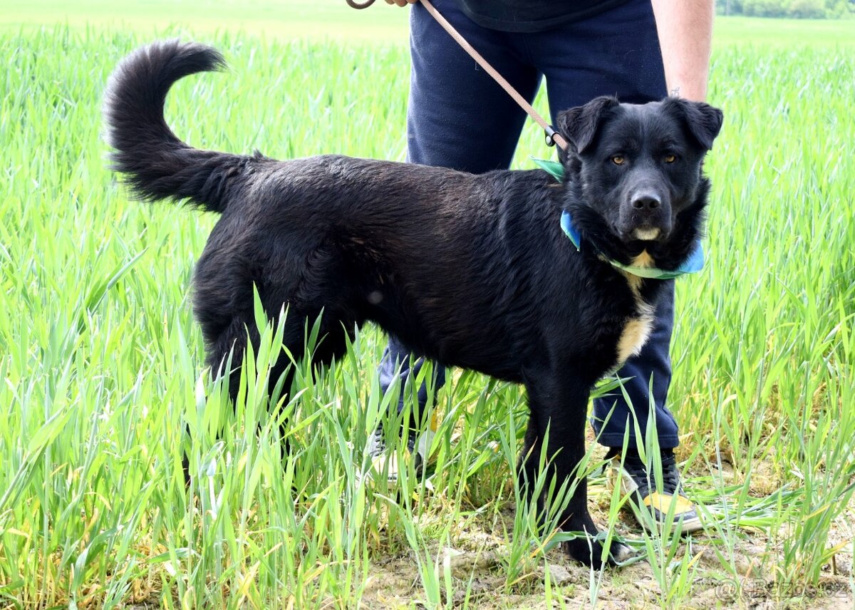 CHICAGO K ADOPCI - 3 ROKY, KONTAKTNÍ, HRAVÝ, AKTIVNÍ