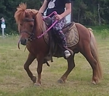 Shetland pony, do samoty