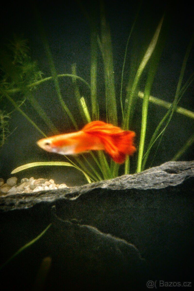 Paví očka - PEARL HEAD