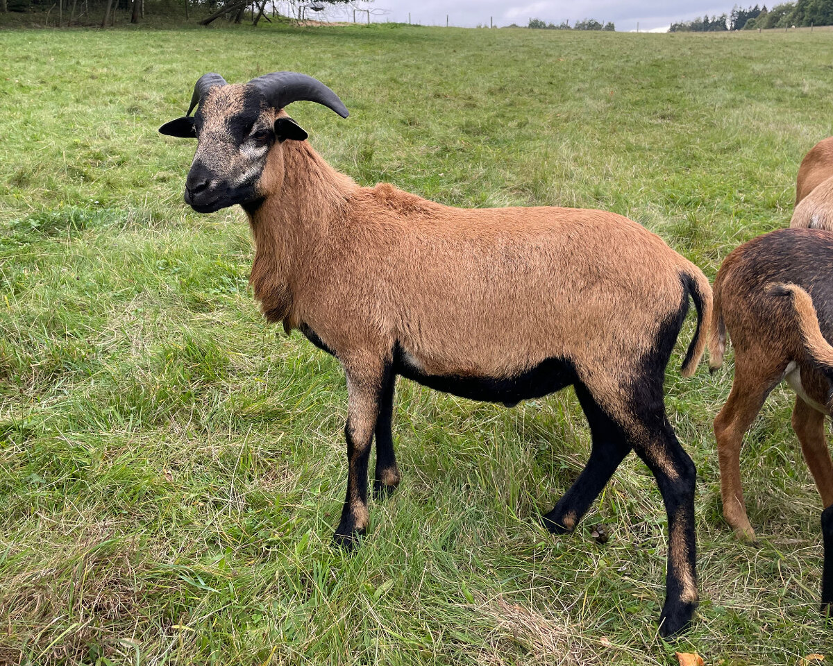 Prodám Kamerunského beránka a jehničky