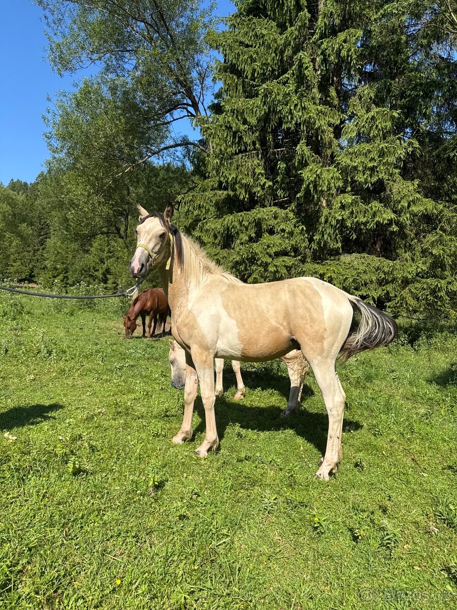 Ročný žrebček po Pepsi Skippin Scotch