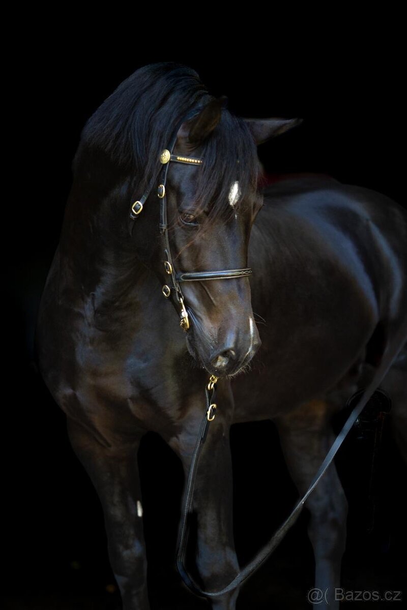 Koně od 50 tis. - Welsh Cob