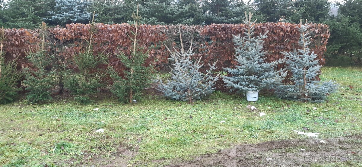 Vánoční stromky, stromečky, špičky a větve na výzdobu