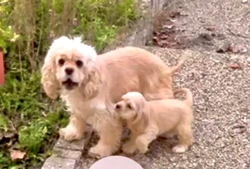 americký kokršpaněl