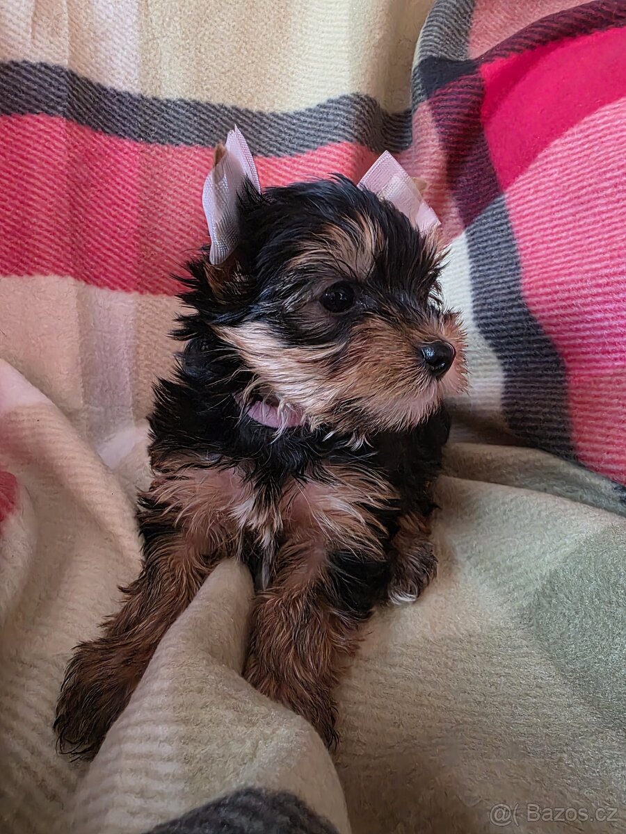 Jorkšířský teriér s PP