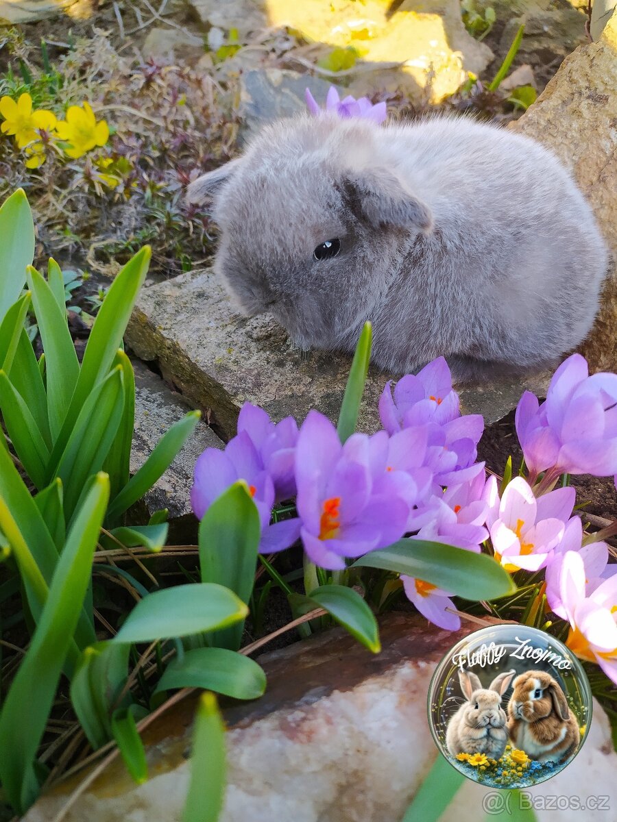 zakrslí králíčci ze Znojma mini lop