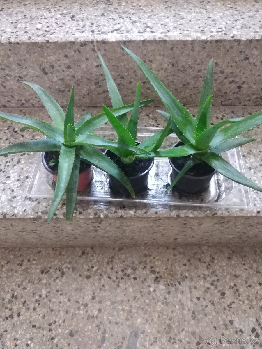 Pravá aloe Vera