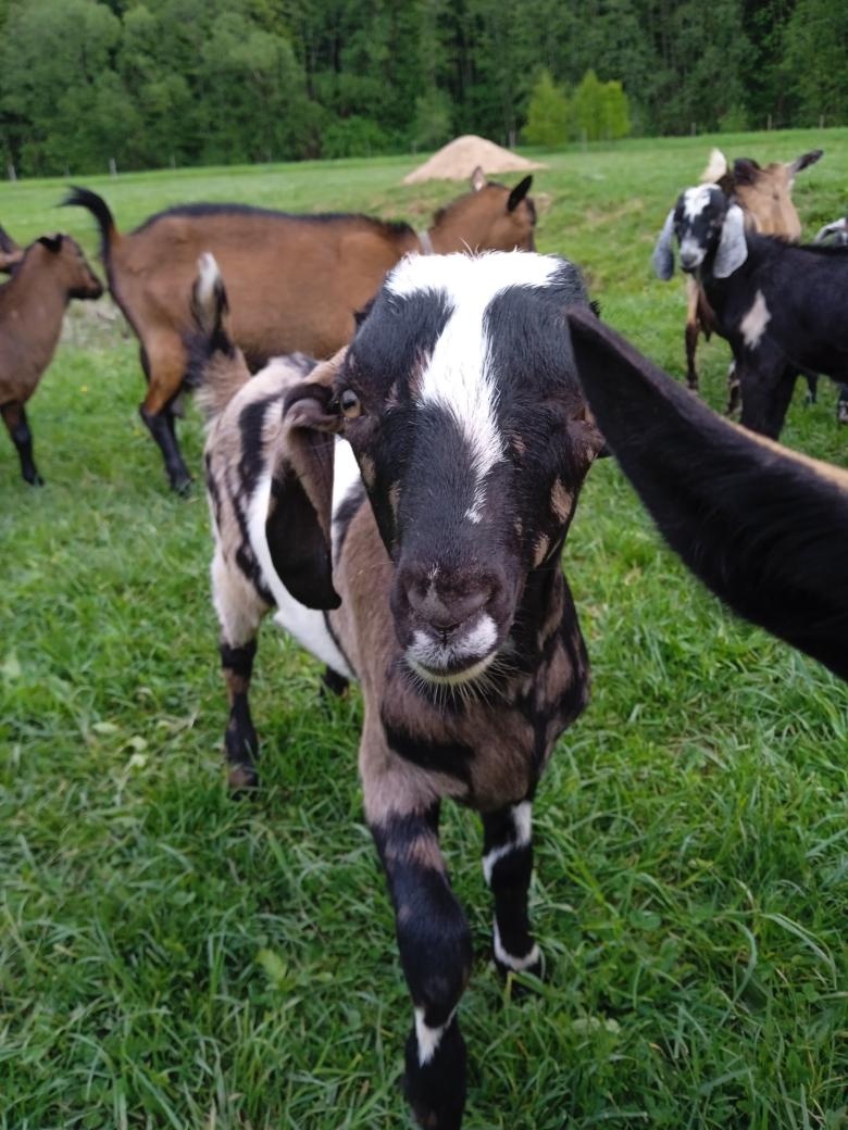 Prodám kůzle - kozlíka