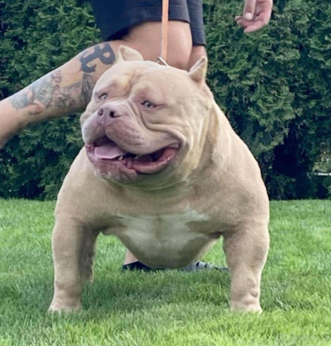 Prodám American bully pocket ABKC