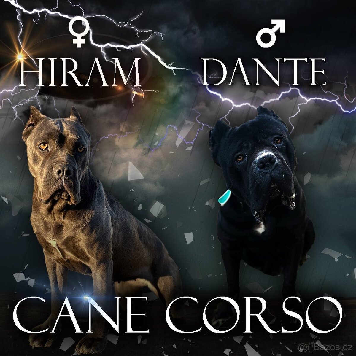 cane corso