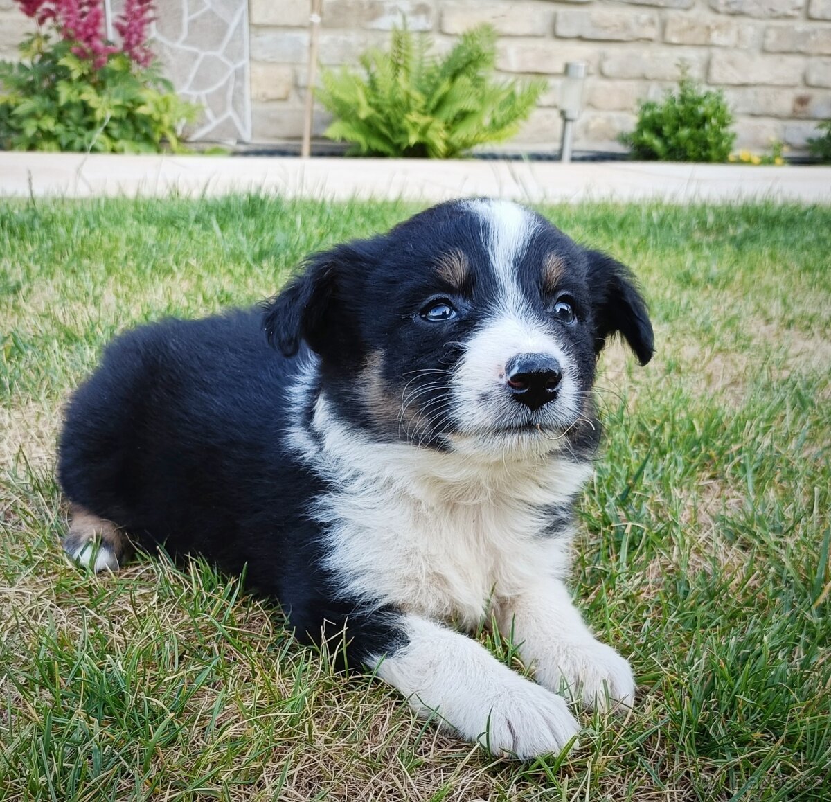Border kolie