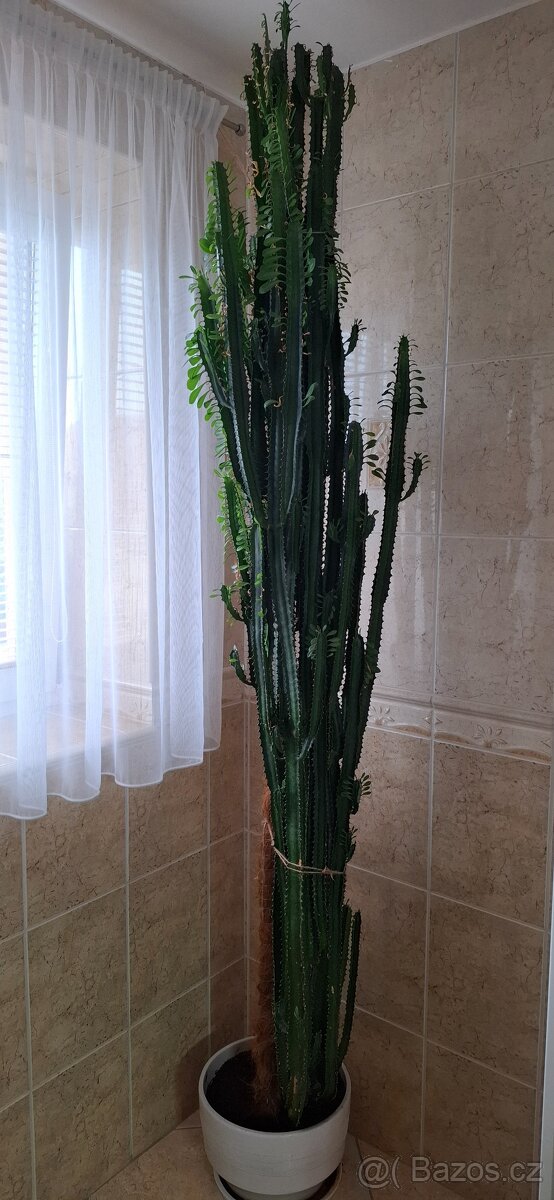 Kaktus