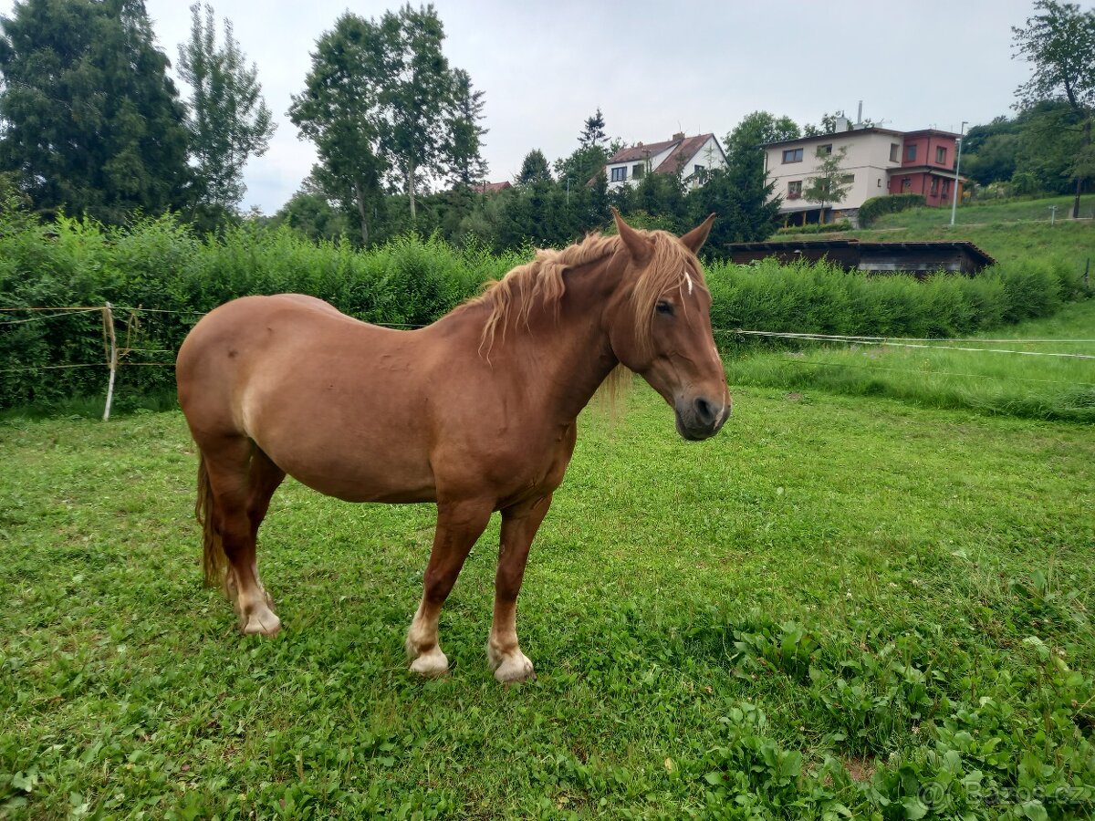 ČMB dotační klisna 20 let.