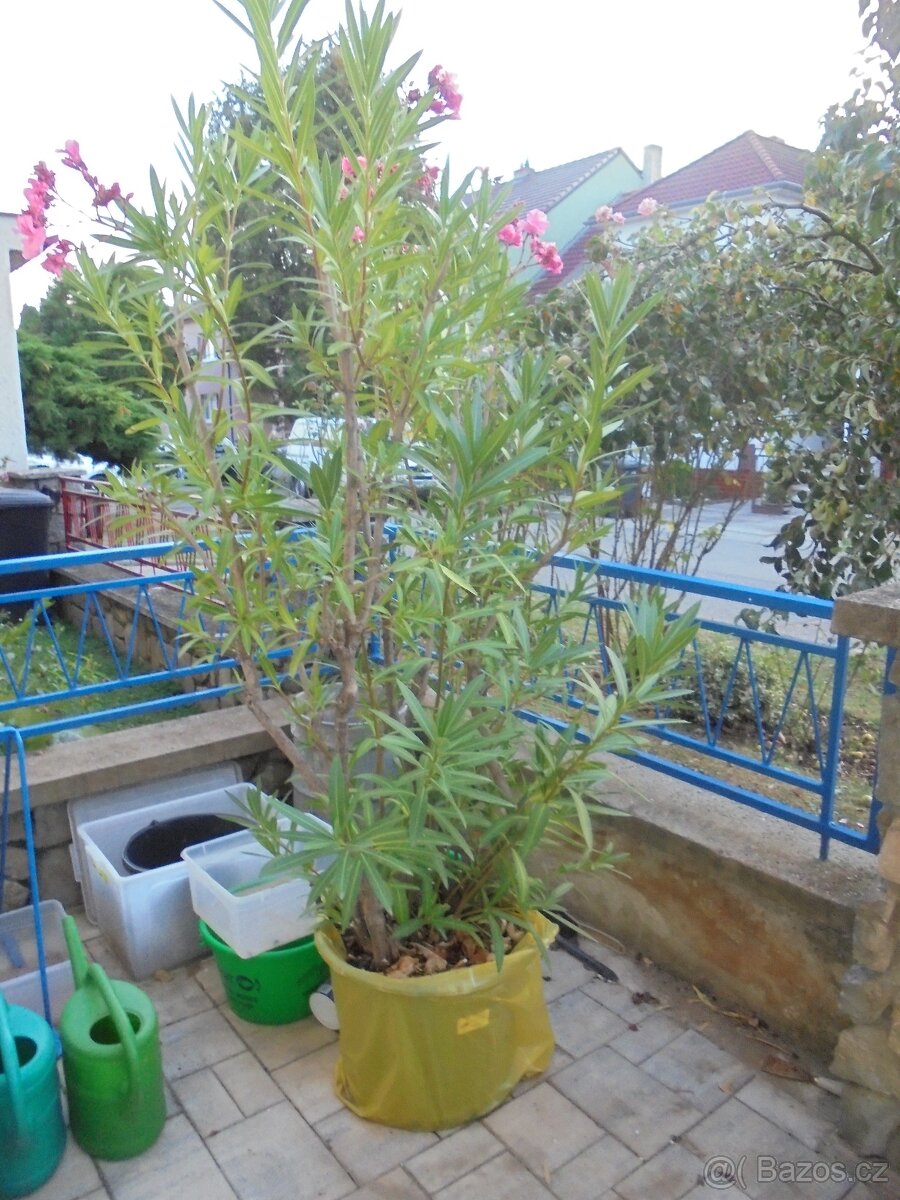 Vzrostlý plnokvětý oleandr - výška 230cm - poskytuje stín