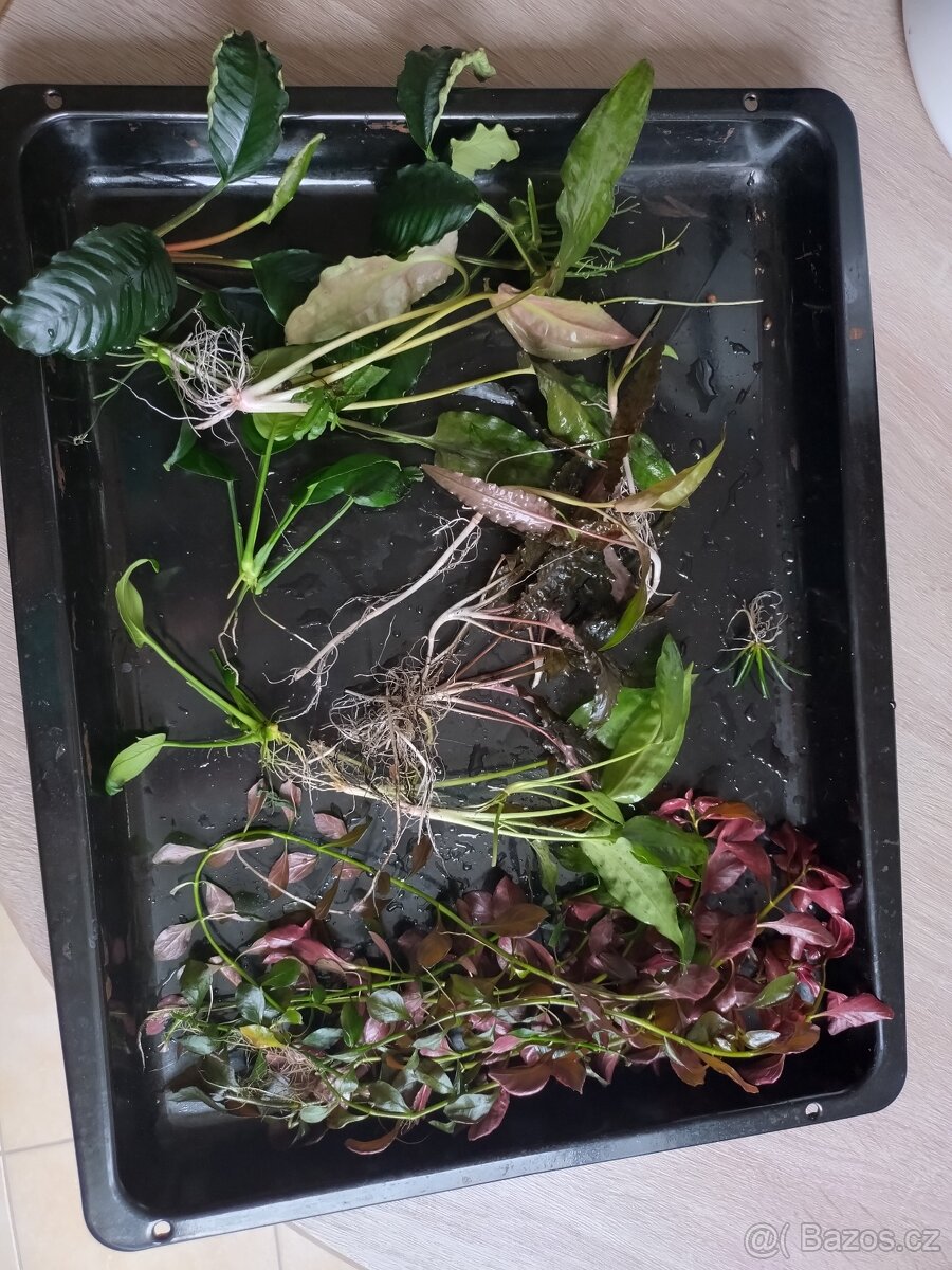 Akvarijní rostliny
