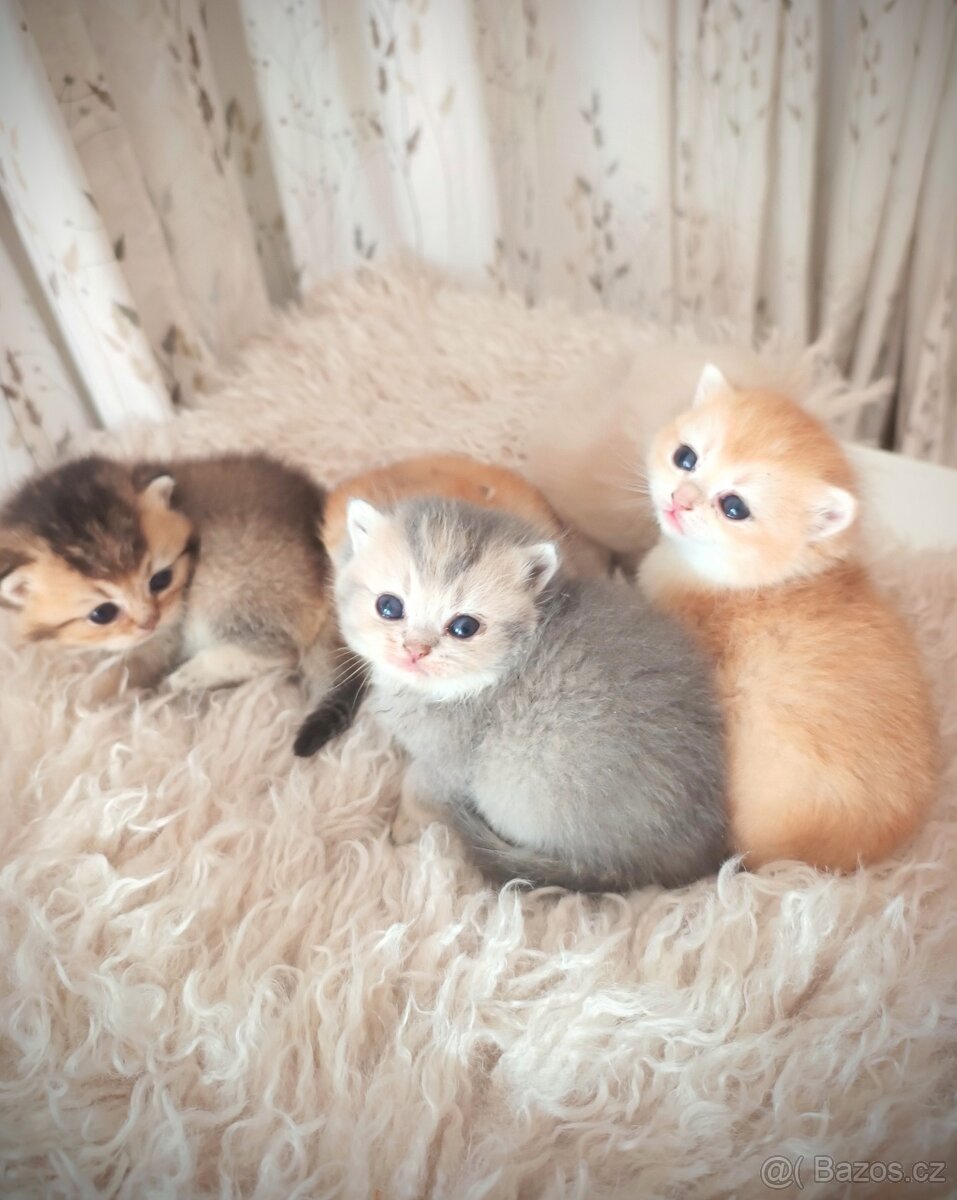 Luxusní britská zlatá a modrozlatá koťátka, s PP