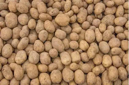 Brambory k uskladnění a krmné brambory