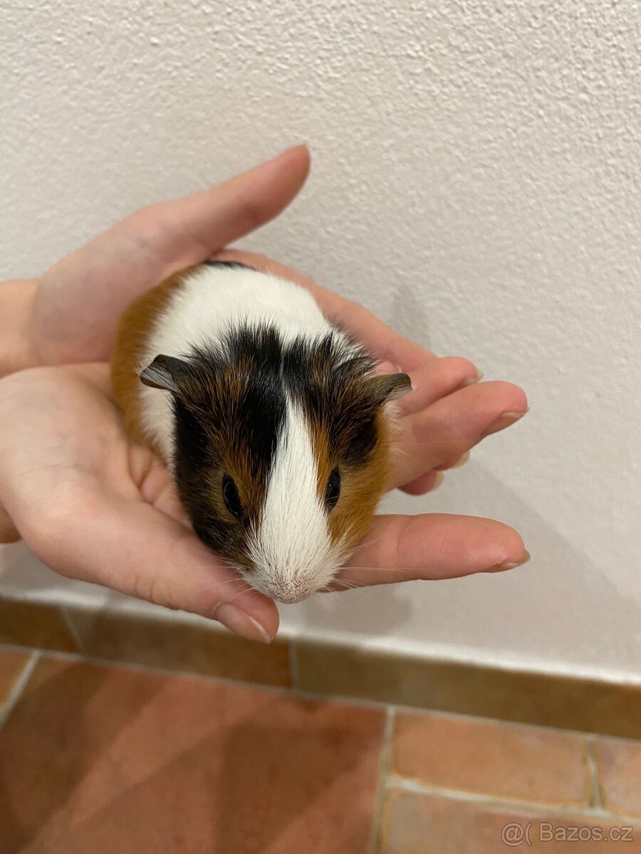 Mláďata morčete