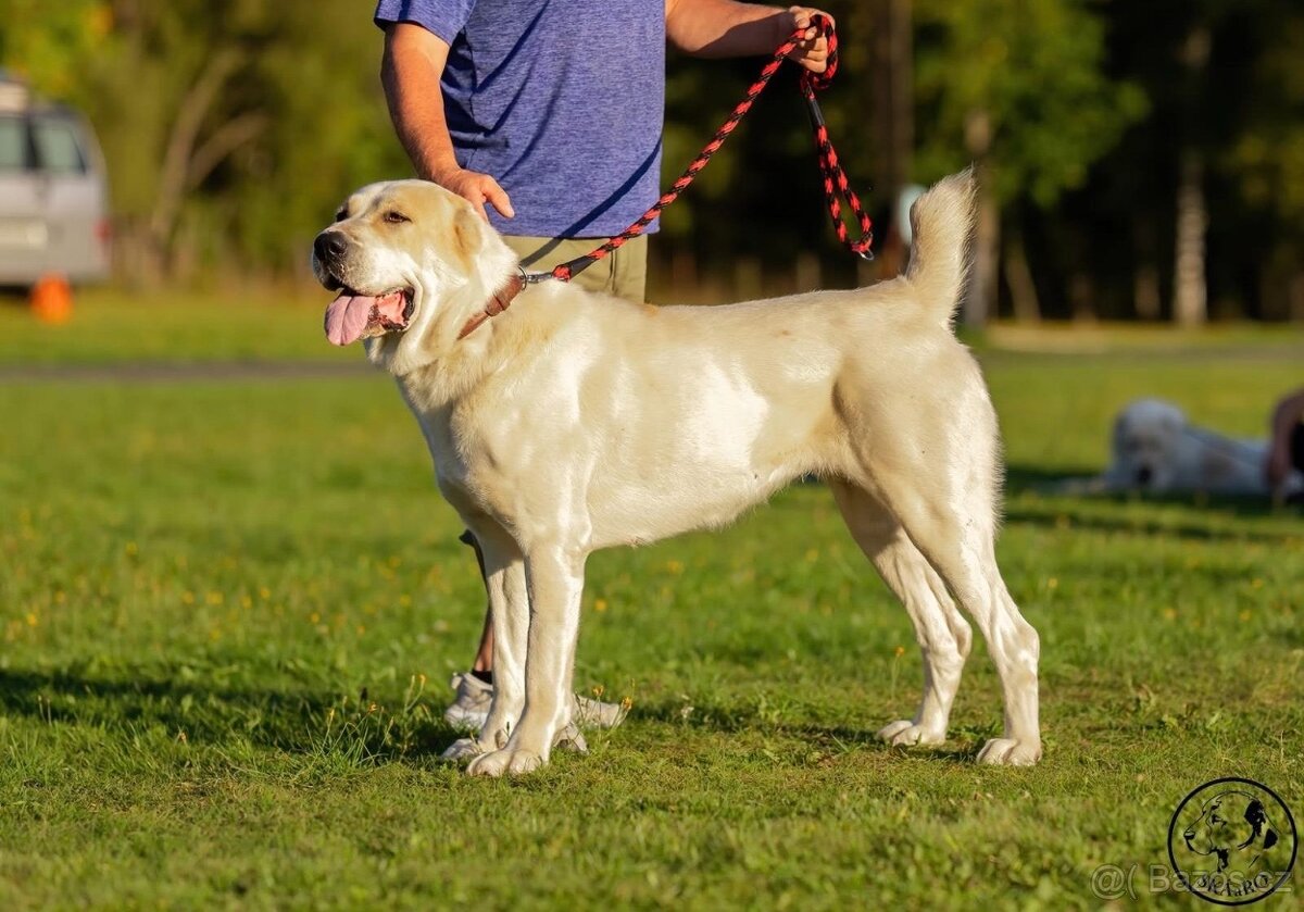 Středoasijský pastevecký pes s PP