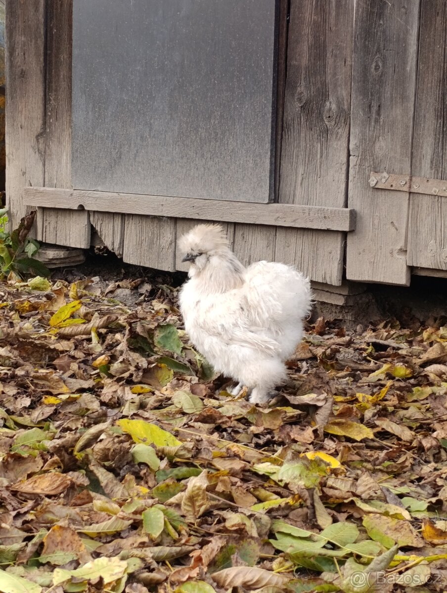 Hedvábnička kohoutci