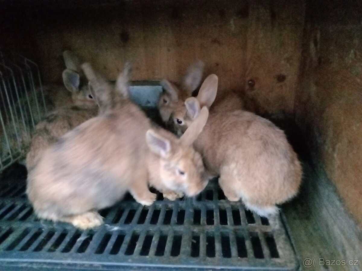 Králík kříženec Český červený a Rhönský