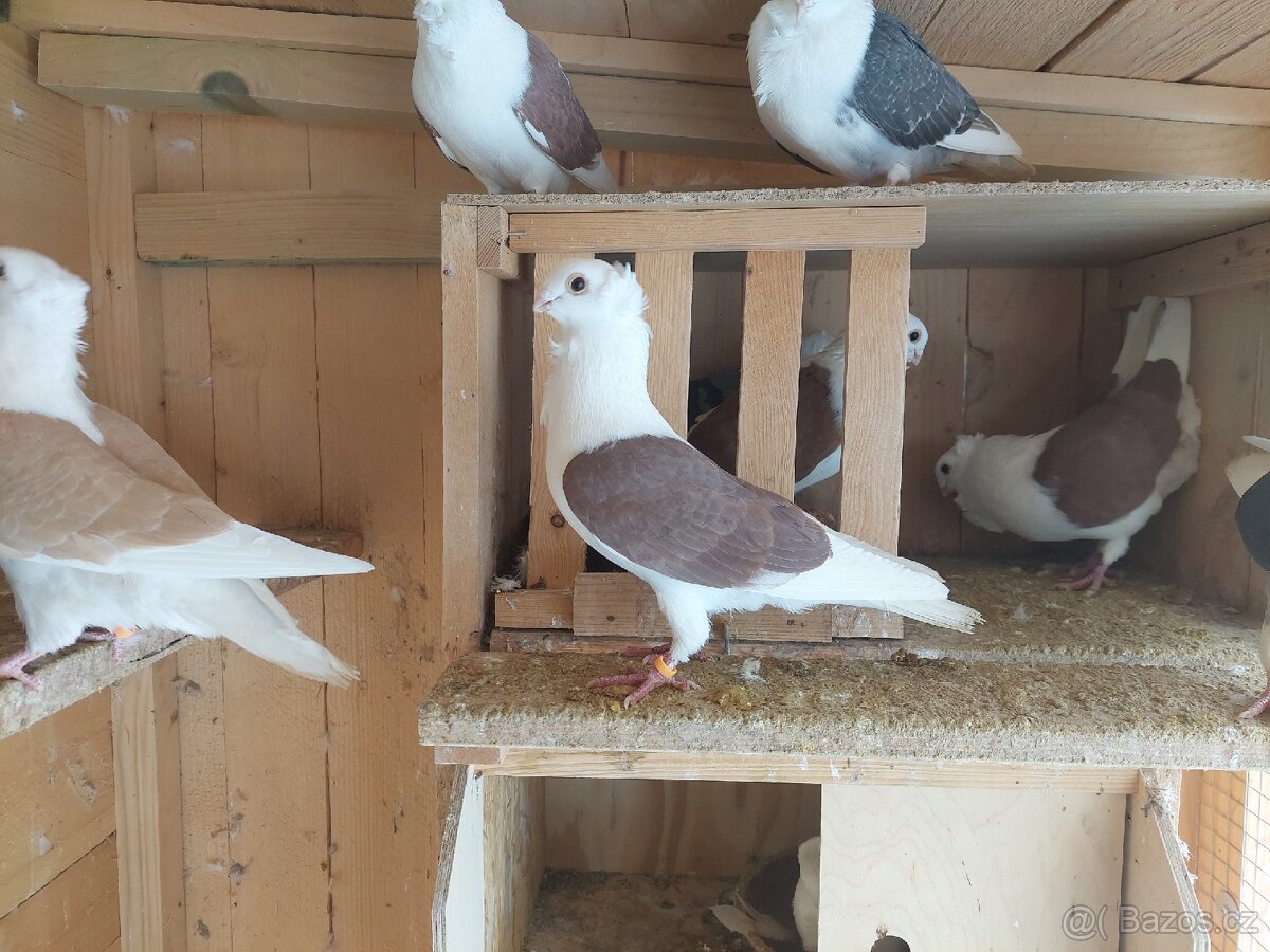 Holuby - staroněmecký racek