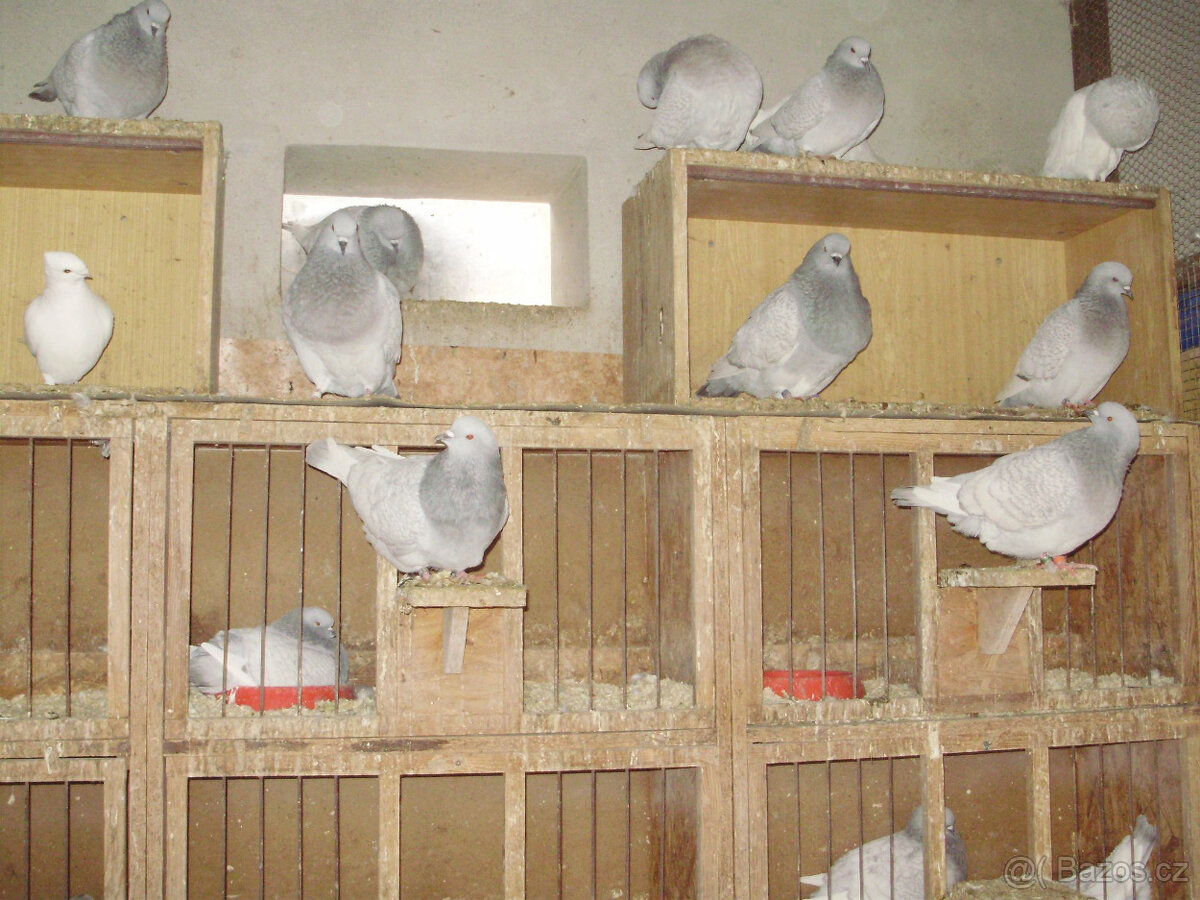 Polský rys stříbřitě šupinatý