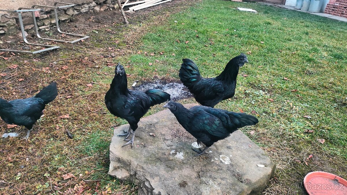 Ayam Cemani