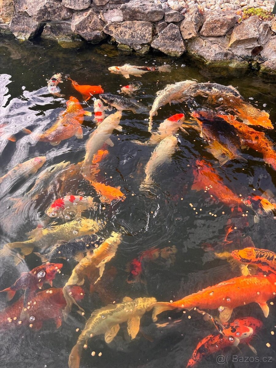 Koi