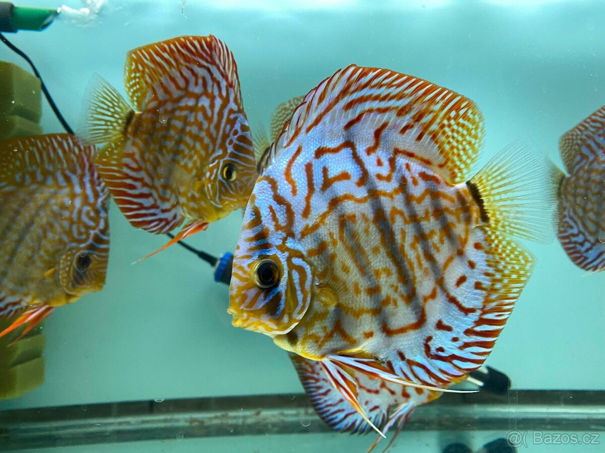 Terčovci, discus