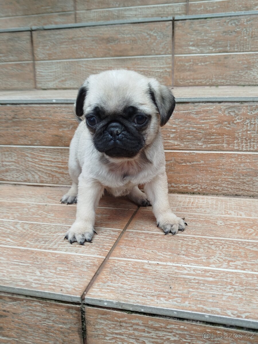 Mops