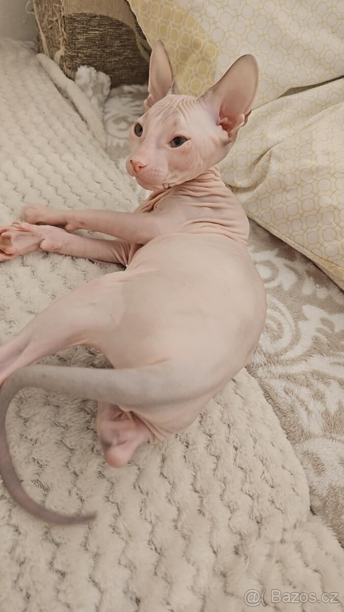 Koťátka Don sphynx bez PP